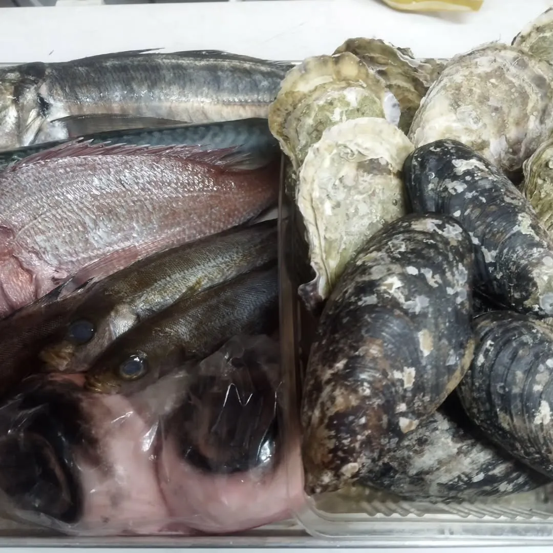 いつもありがとうございます。