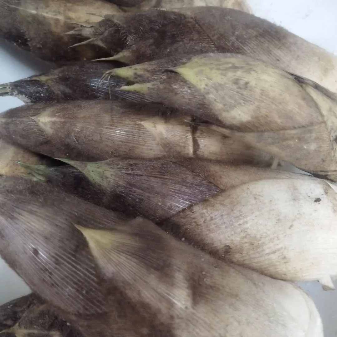 本日のおすすめ