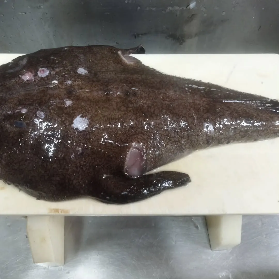 本日はあんこうが安価で入りましたので特売！！