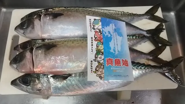 大分産豊後水道の関サバです!!